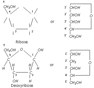 672_composition of nucleic acid4.png